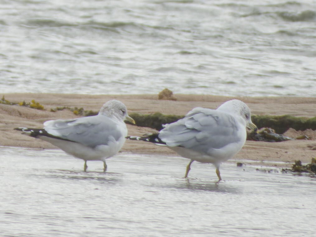 Photo of Ring Billed Gull